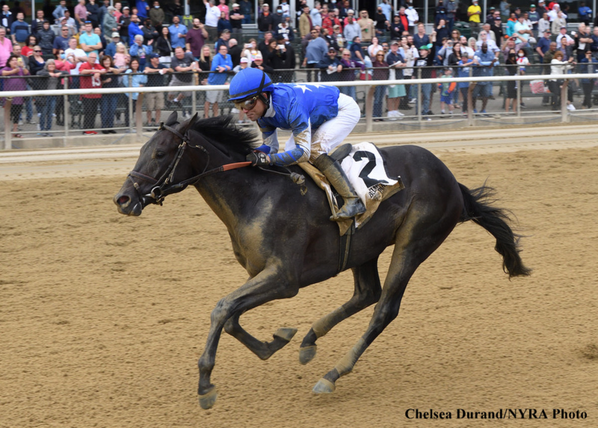'Pure Route Horse' Impressive Maiden Winner Zandon Stretches Out For