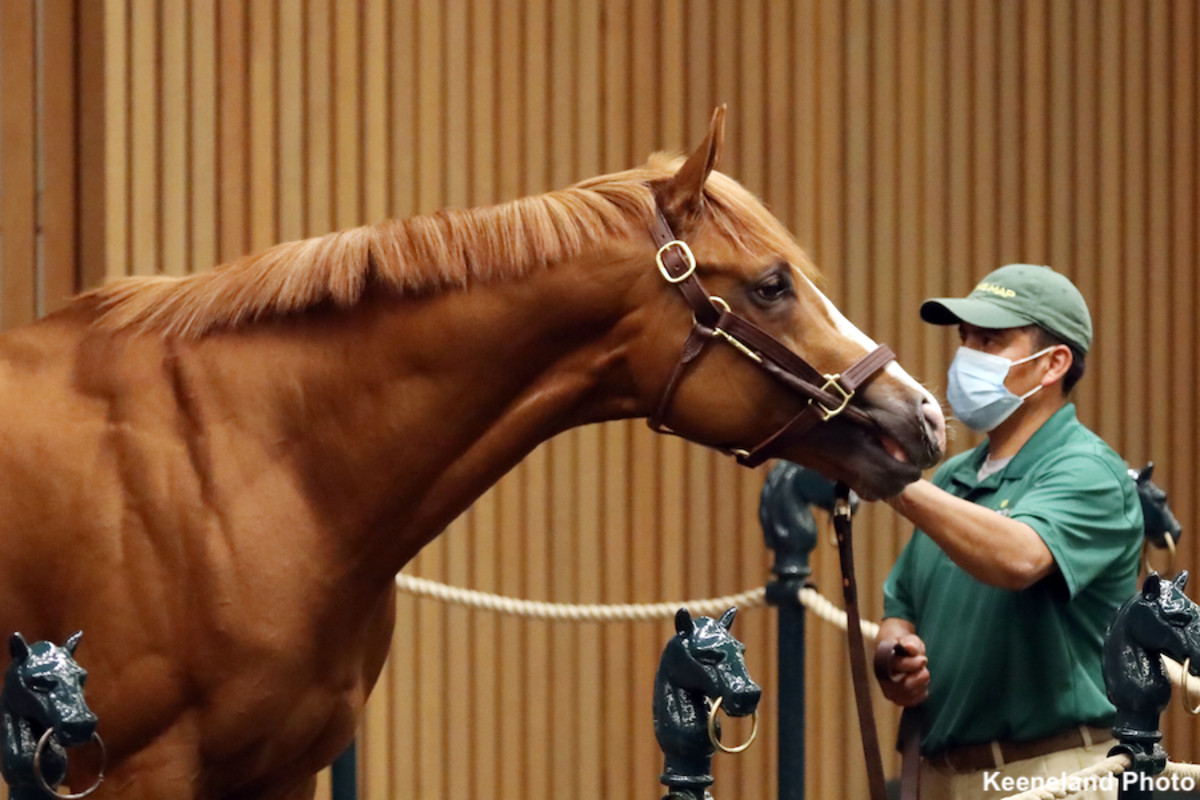 310,000 Crew Dragon Tops Keeneland April Horses Of Racing Age Sale