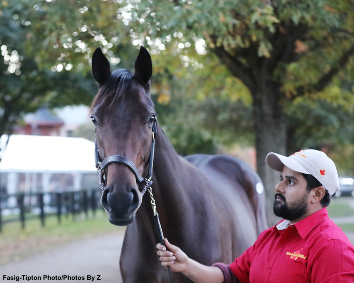 Street Sense Colt Leads RecordBreaking Session Of FasigTipton