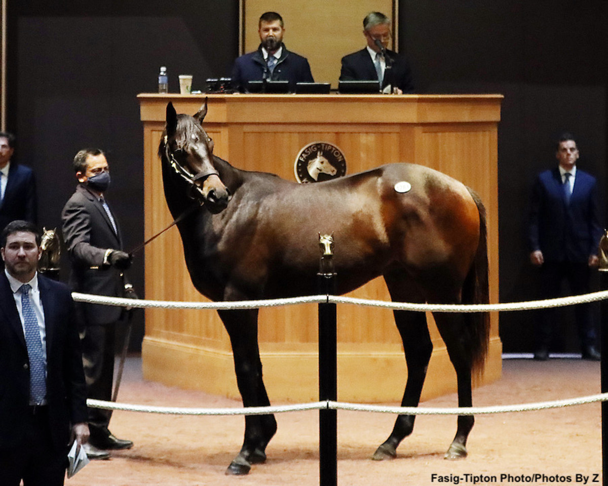 Nyquist Colt Tops Final Session Of RecordSetting FasigTipton October