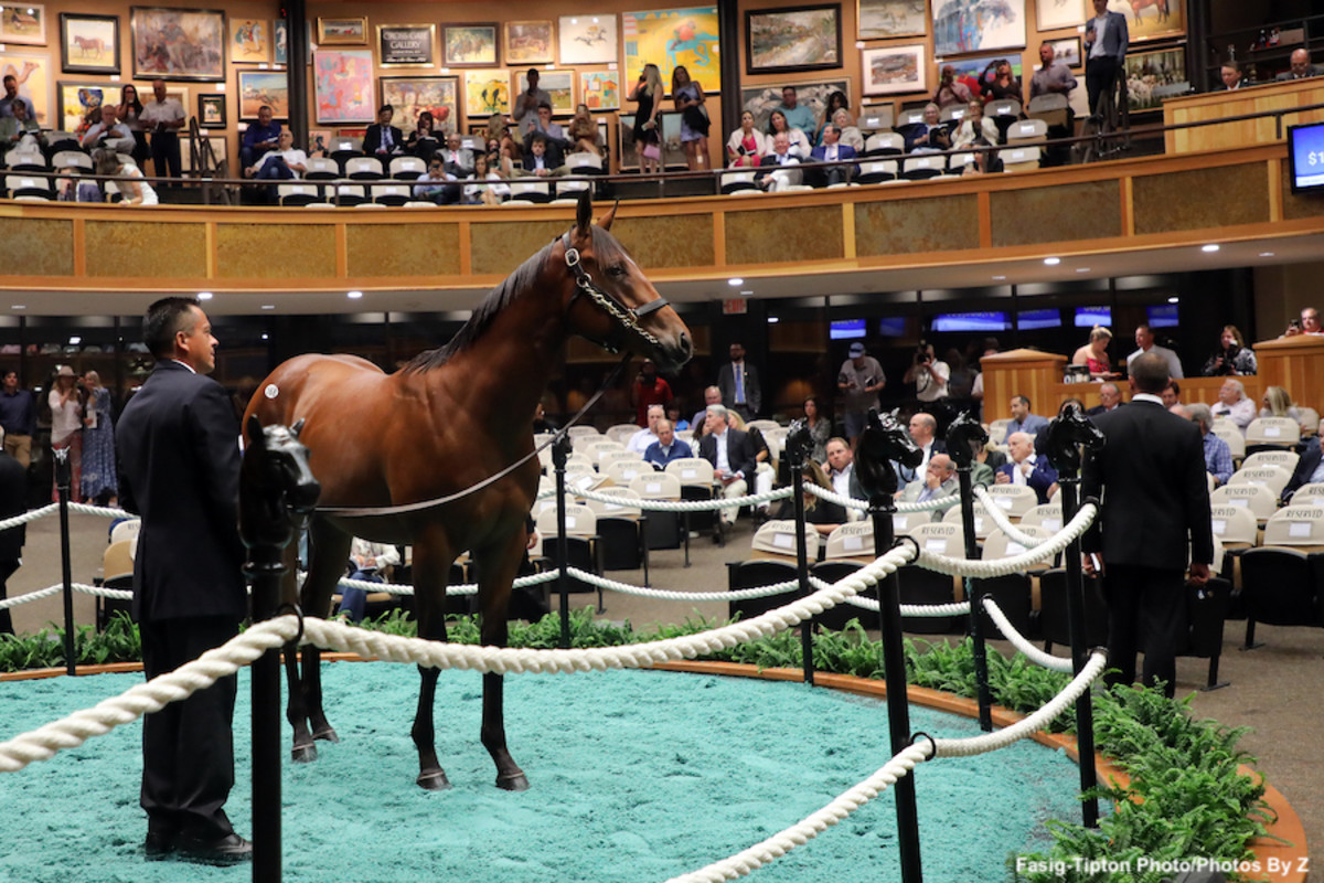 Catalog For 102nd FasigTipton Saratoga Sale Now Available Paulick