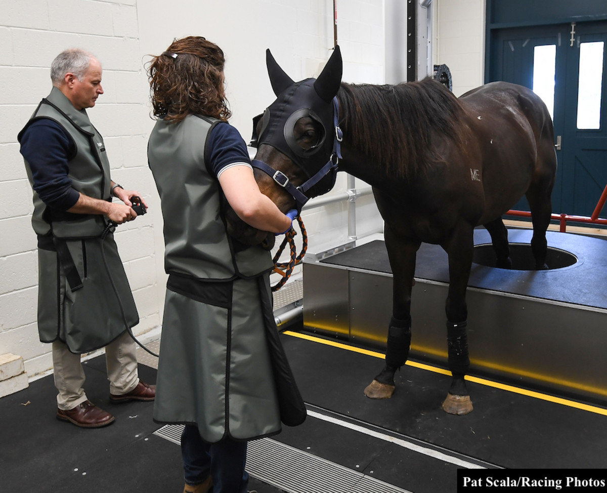 Please Remain Standing: New CT Scanner Changing The Landscape Of Equine ...