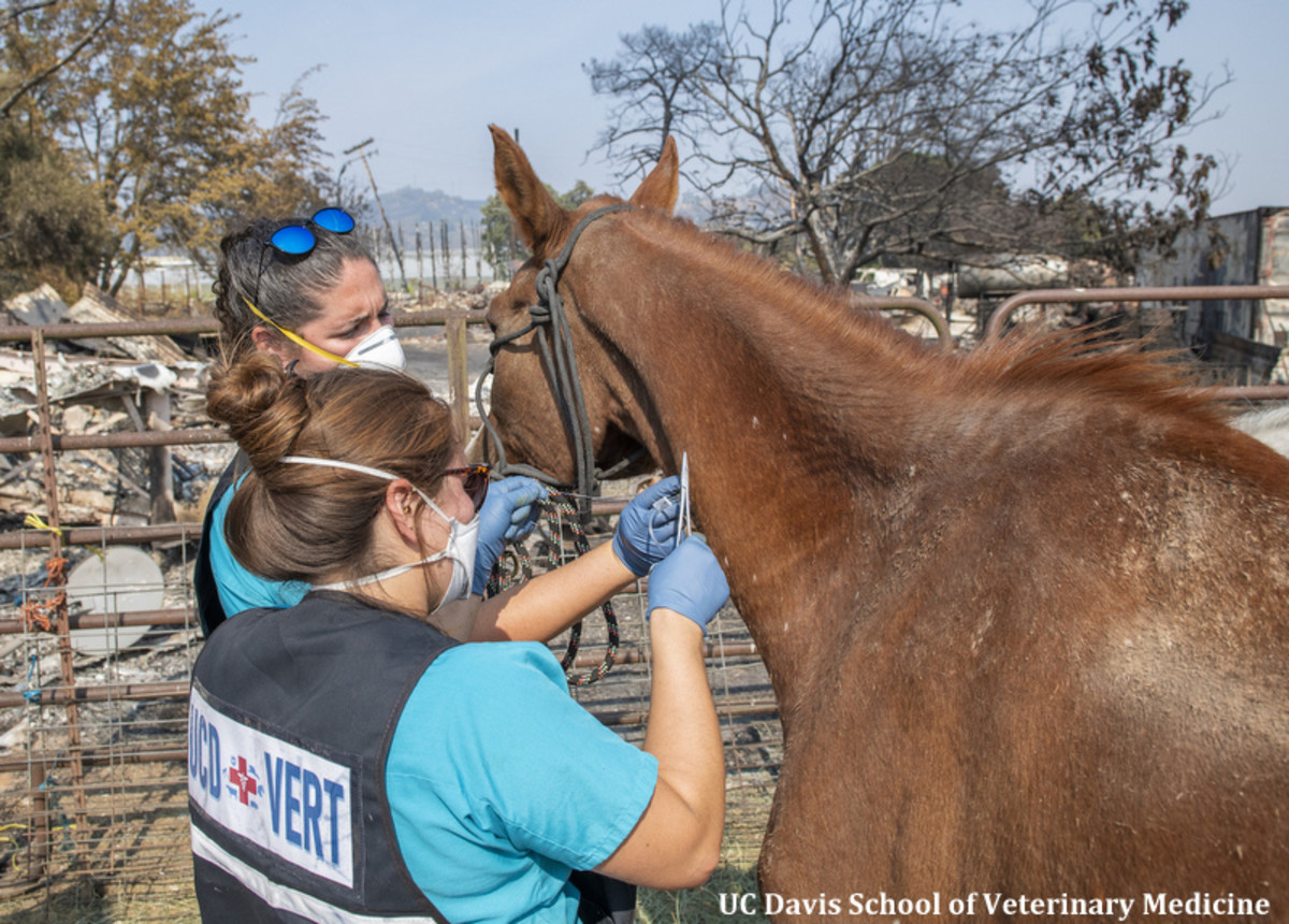 New California Veterinary Emergency Team To Coordinate Training