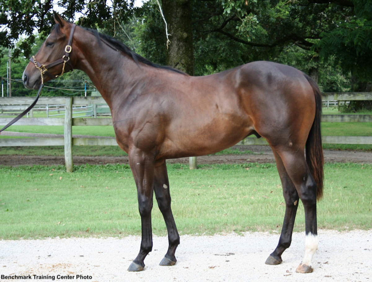 Texas Summer Yearling Sale Posts Gains Across the Board Paulick