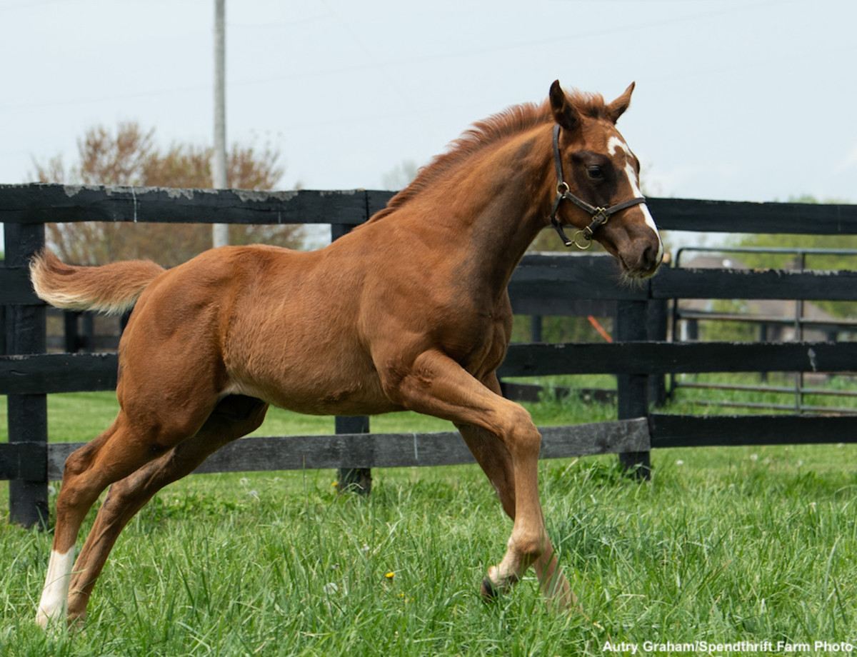 Toast To Vino Rosso: Colt Out Of Maggie Maggie Asserts Elm Tree Farm's ...