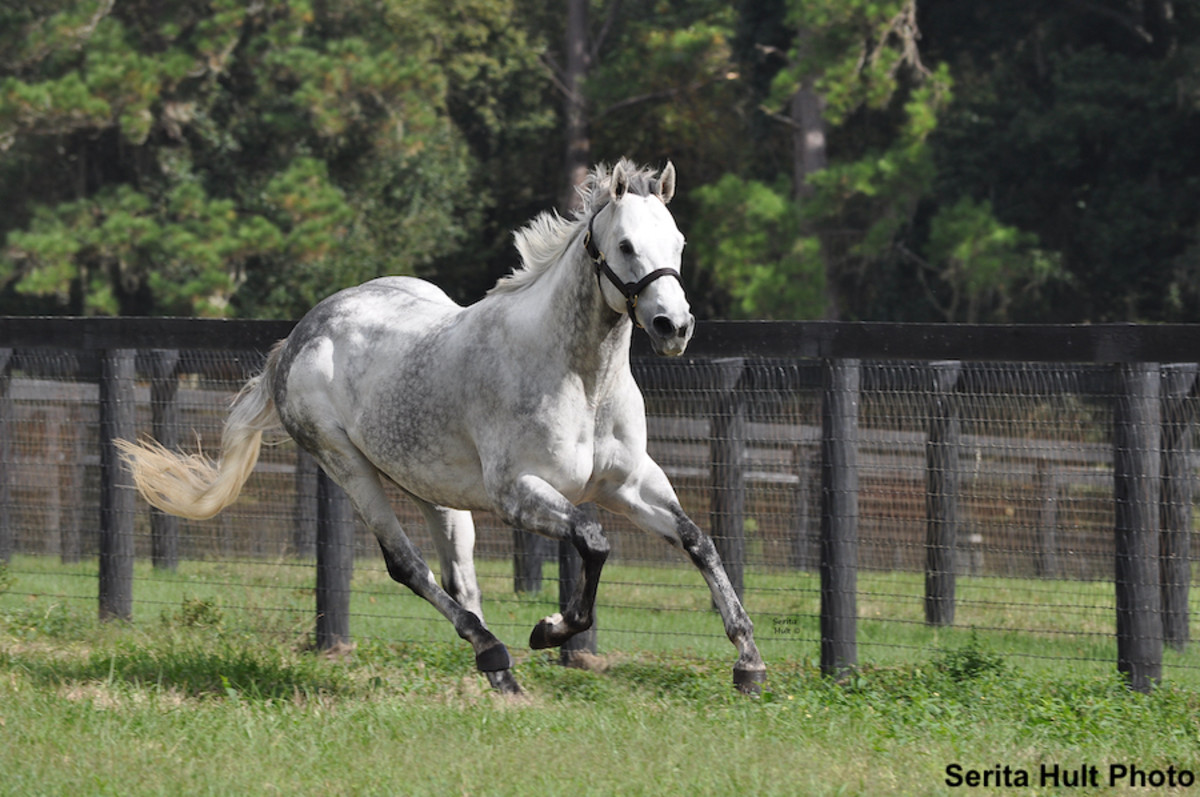 Valiant Minister Leads Baoma Corp.'s 2022 Stallion Roster Paulick