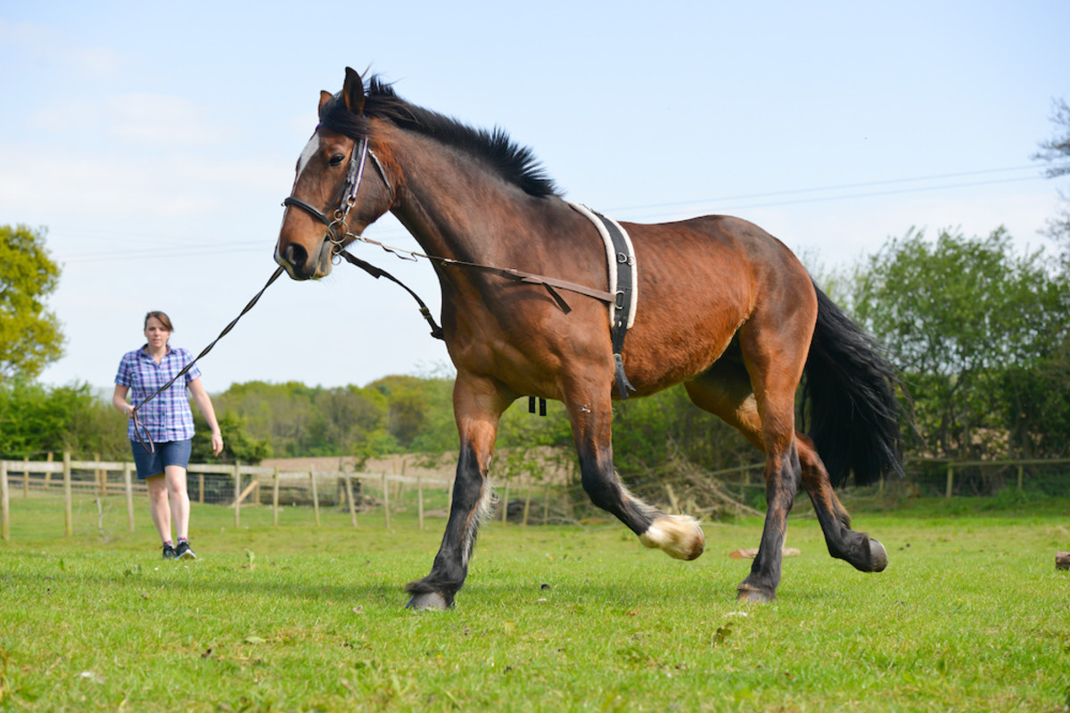 Side Reins Help Grade 1 Winner Express Train Focus, Strengthen On The
