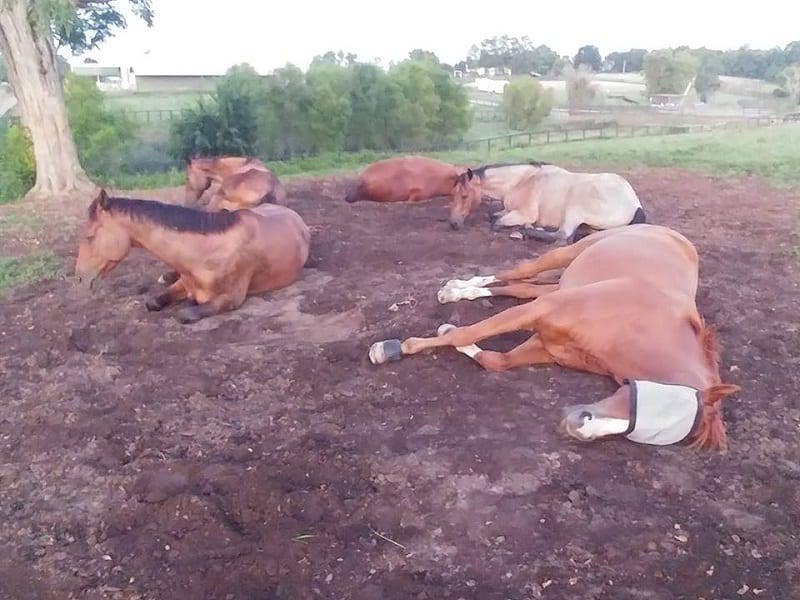 slumber-party-horses-in-groups-might-not-get-enough-zzzs-paulick