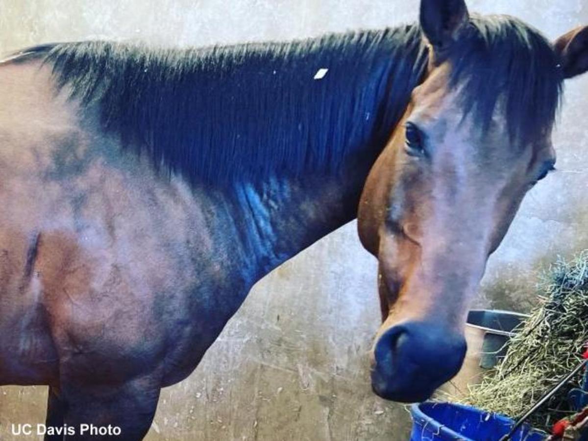 Thoroughbred Survives Severe Case Of Life-Threatening Pneumonia; Gives ...