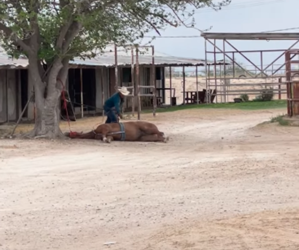 Jury Finds Quarter Horse Trainer Not Guilty Of Cruelty To A Livestock Animal  - Paulick Report | Shining Light on the Horse Industry