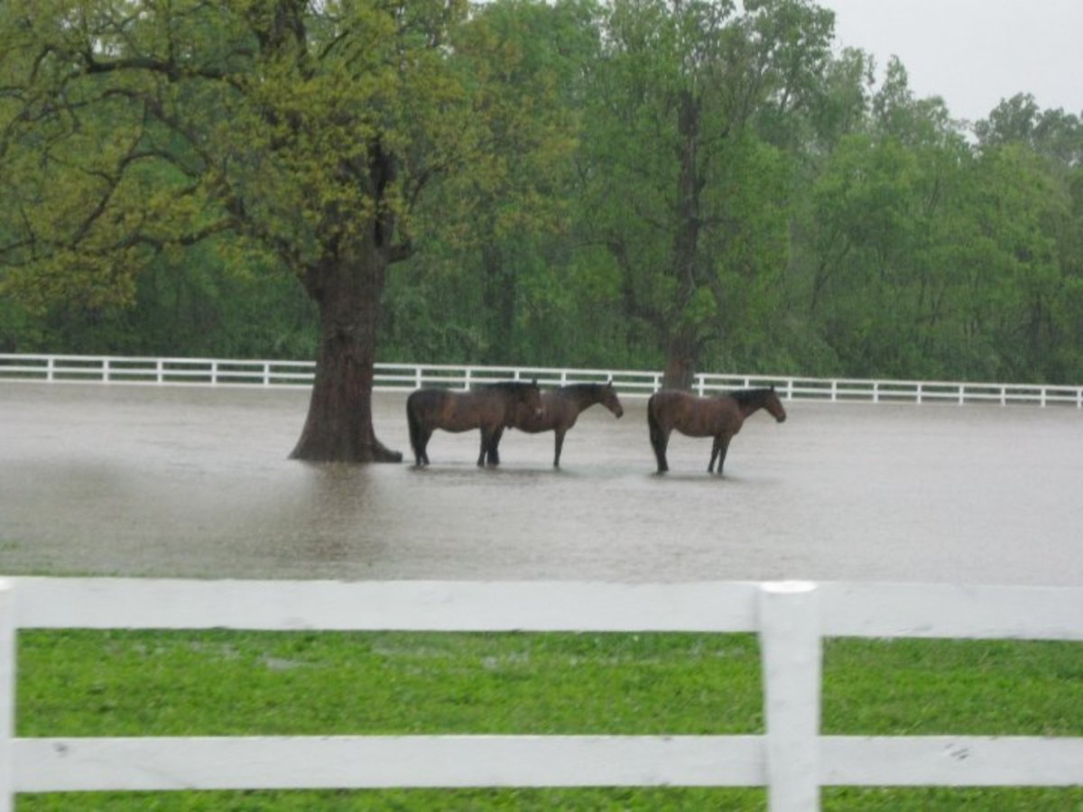 Does Weather Affect Activity Levels of Pastured Horses? Paulick Report Shining Light on the