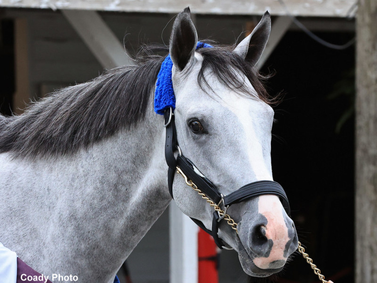 Weekend Lineup: All Eyes On White Abarrio At Gulfstream Park - Paulick ...