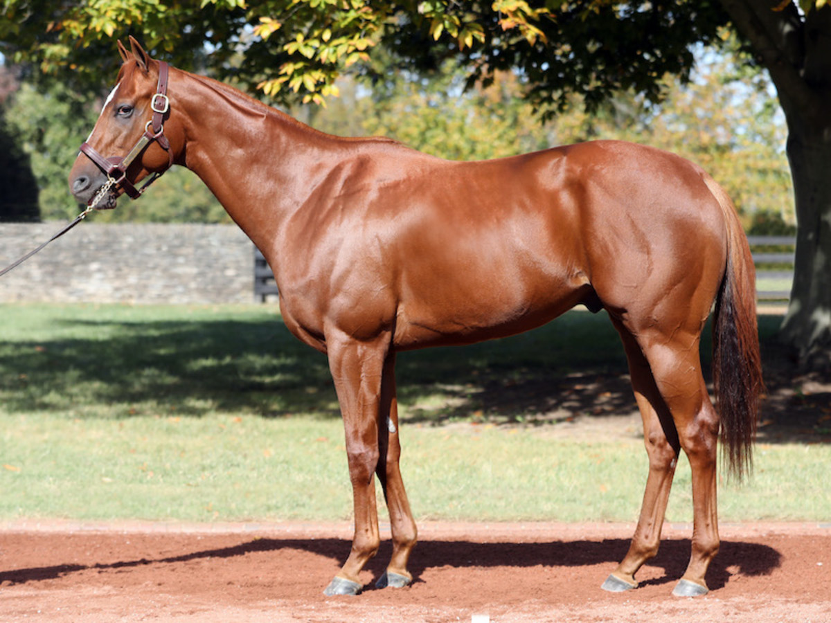 Grade 1 Winner Drain The Clock Retired To Gainesway; 10,000 Fee For