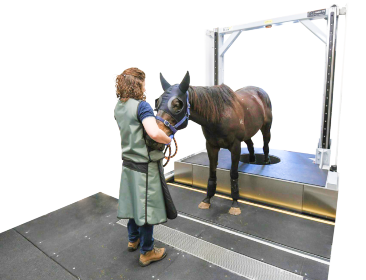 First Standing CT Scanner Installed At Texas' Equine Sports Medicine