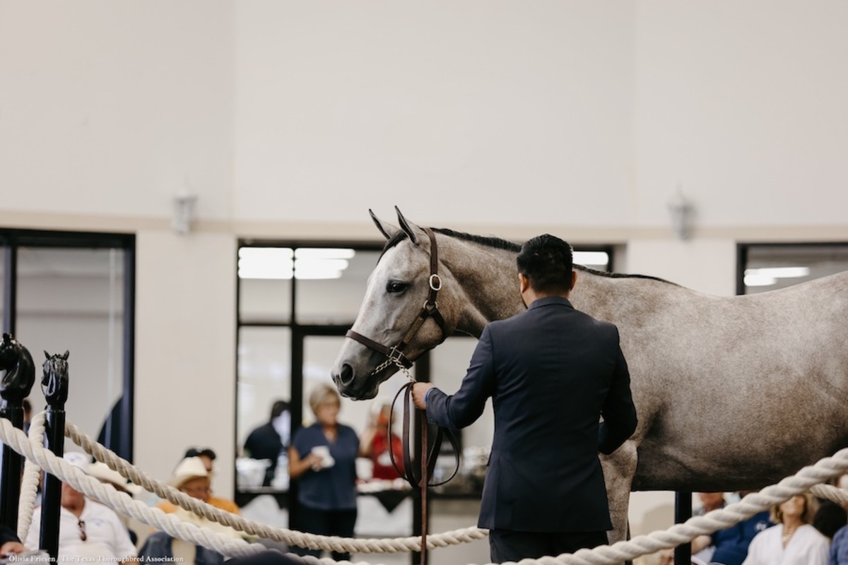 Too Much Bling Filly Tops RecordSetting Texas Summer Yearling Sale