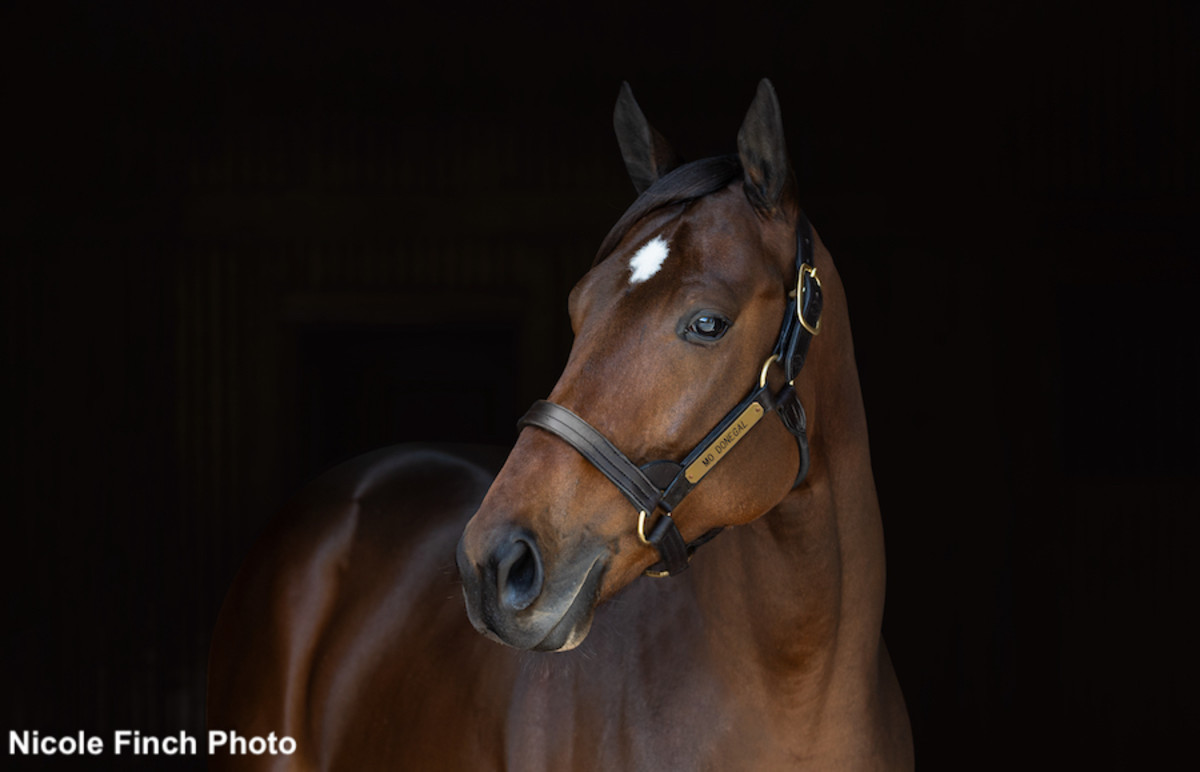 'Good Bone And Leg Underneath Him': First Foal Is A Colt For Belmont