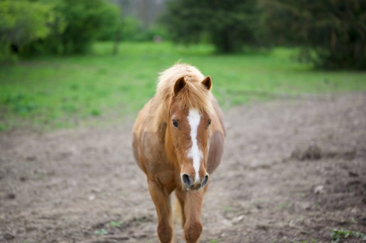 What's With The White Hair? Multiple Reasons For Pigment Loss In Horse Hair  - Paulick Report