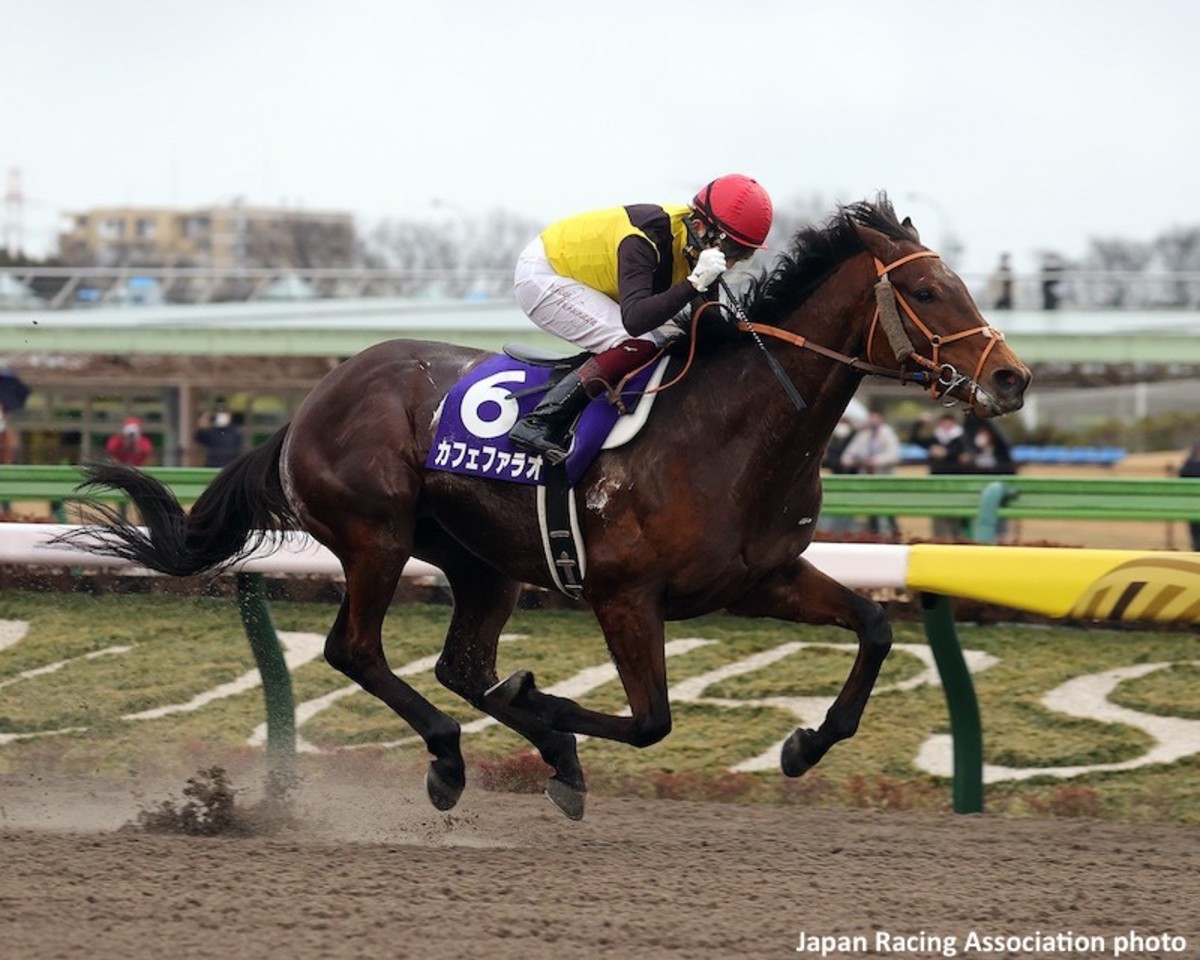 OBS March Sale Under Tack Show Begins Tuesday Paulick Report