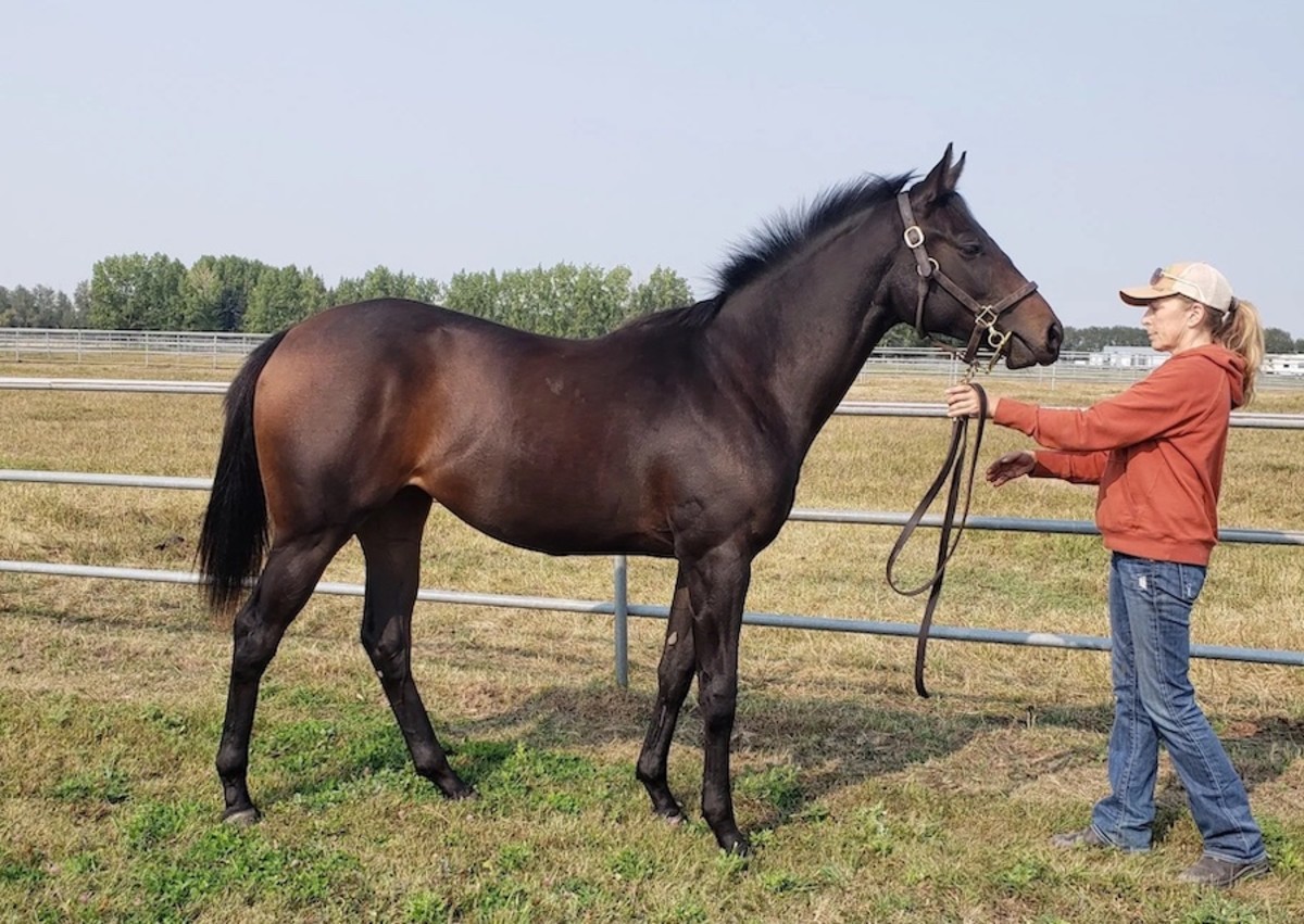 Cape Canaveral Colt, Birdstone Filly Top 2022 CTHS Alberta Thoroughbred