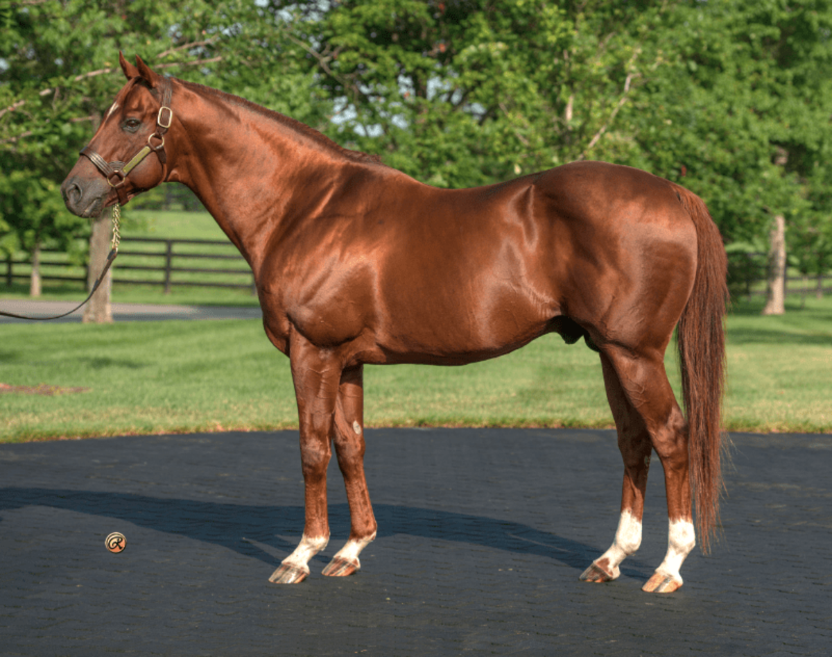 Mizzen Mast Filly, Distorted Humor, Lord Nelson Colts Fastest At OBS ...