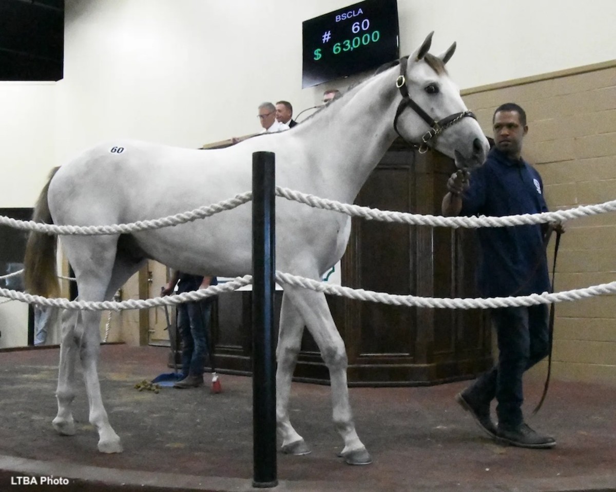 Cupid Colt Tops 2022 Louisiana Yearling, Mixed Sale Paulick Report