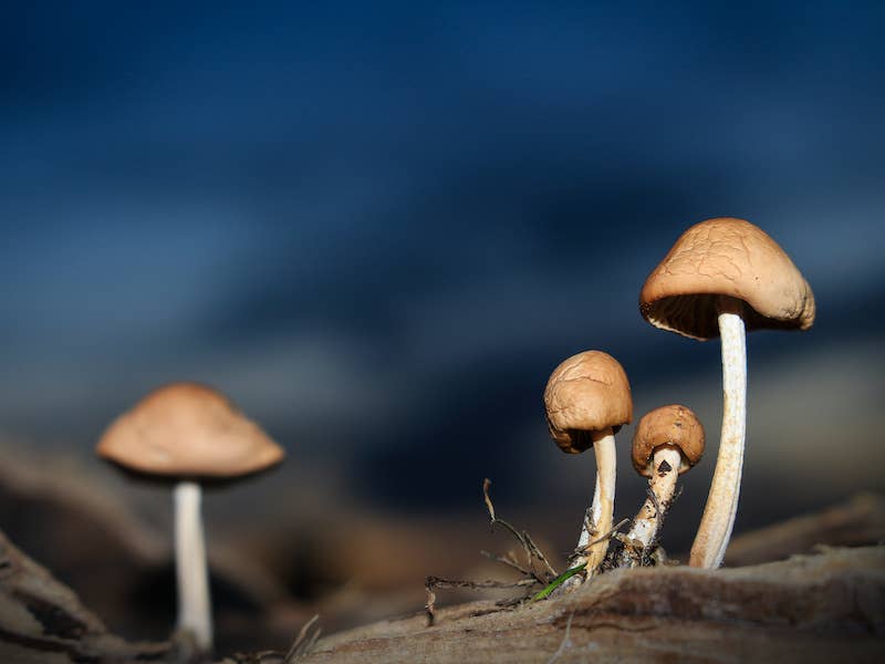 Voss Horse Owners Shouldn’t Be Mushrooms Paulick Report Latest
