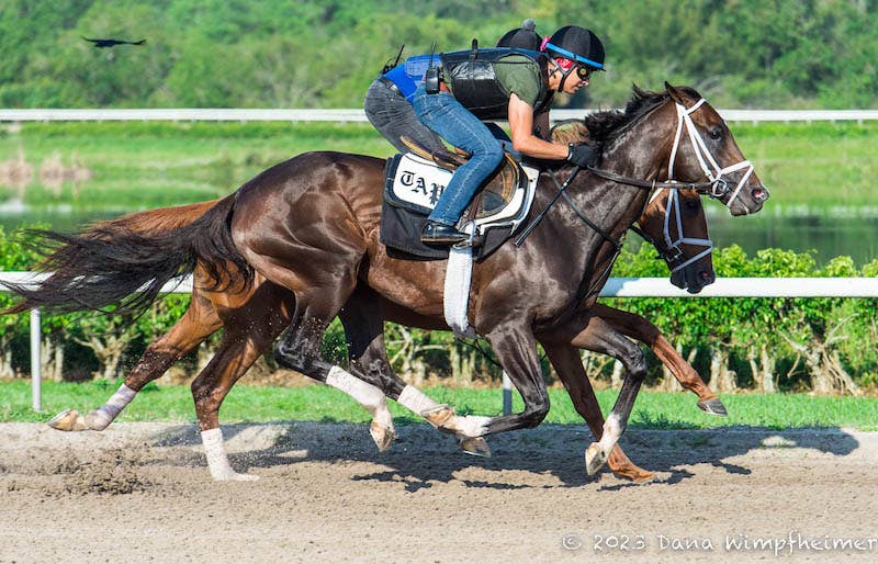 Travel Team: Derby Favorite Forte, Kingsbarns Breeze Before Shipping ...