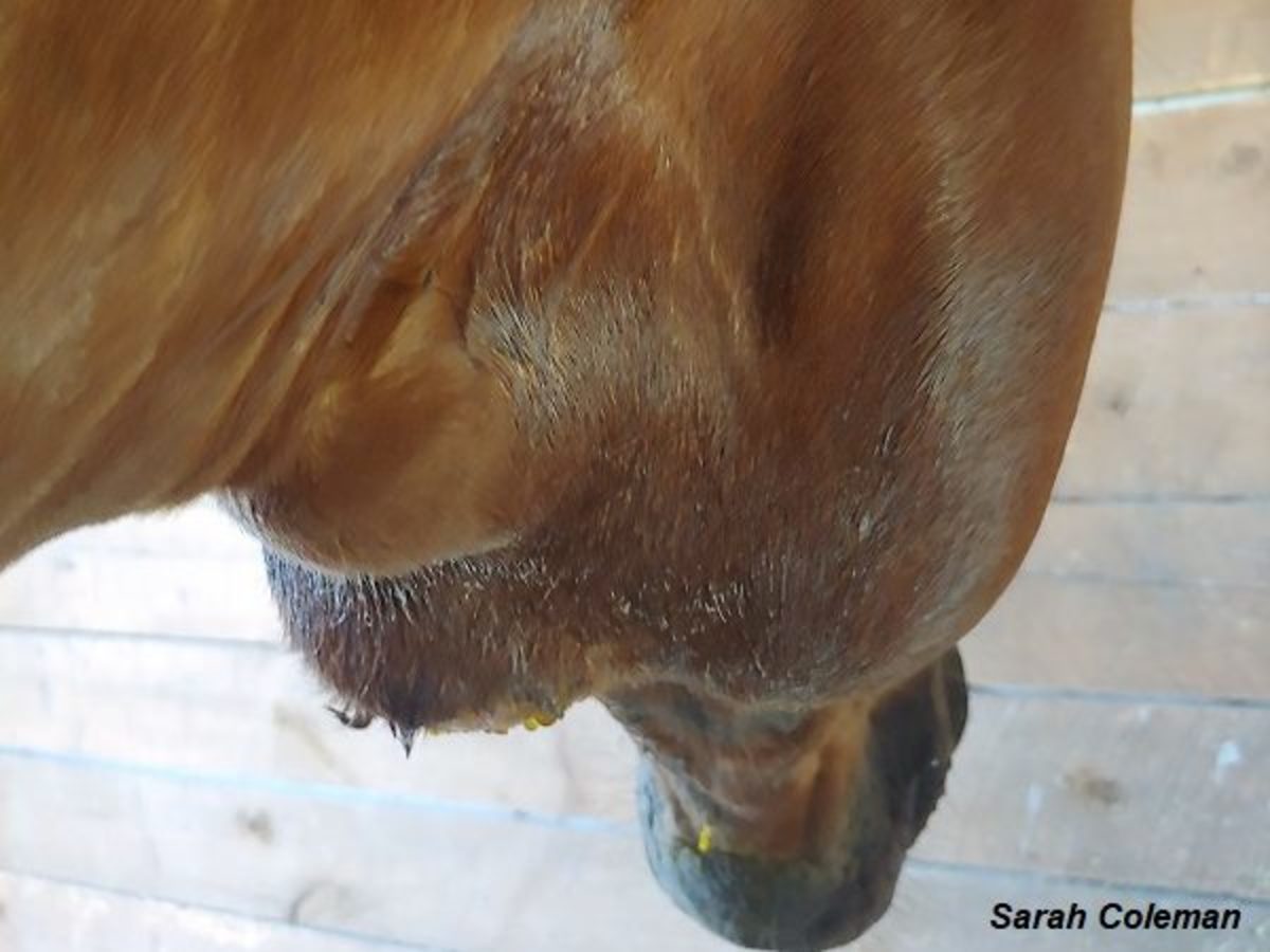 Study Shows Strangles Vaccine Is Significantly Effective At Disease