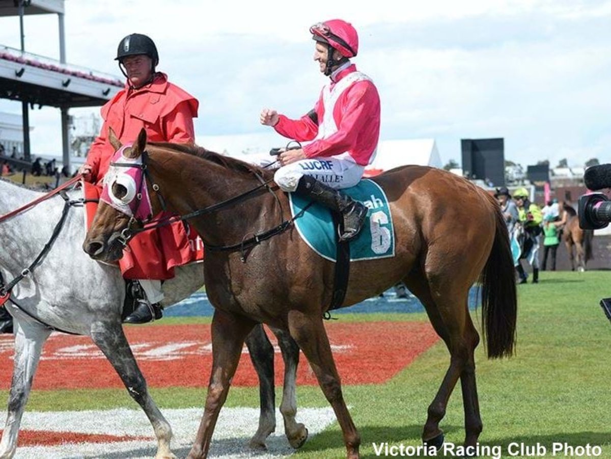 Australia Group 1 Winner The Quarterback Finds Forever Home With