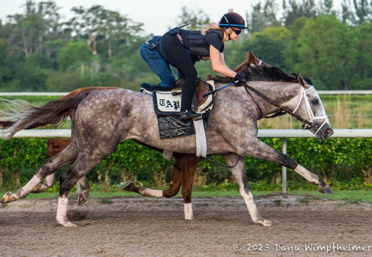 Tampa Bay Derby Winner Tapit Trice Headed To Kentucky Monday Ahead Of