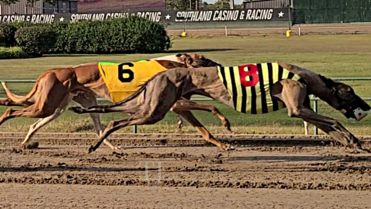 What Are the Different Race Distances in Greyhound Racing?