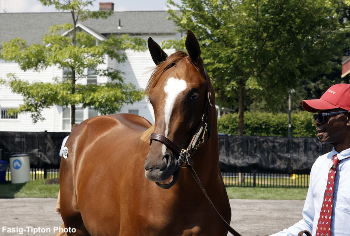 Son Of Hall Of Famer Beholder On Offer At FasigTipton Saratoga Sale