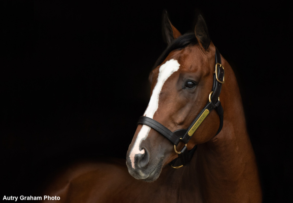 First-Crop Sire Watch Presented By Spendthrift Farm: 2024 OBS March ...