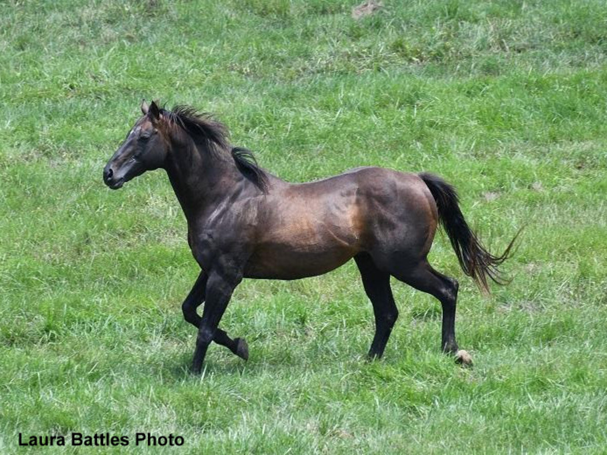 Old Friends: 'Handsome, Self-Reliant' Eye Of The Tiger Dies At Age 23 ...