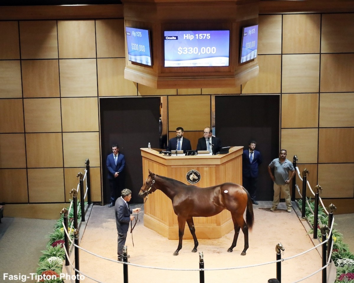 Bolt d'Oro Colt Tops Final Session Of FasigTipton Kentucky October