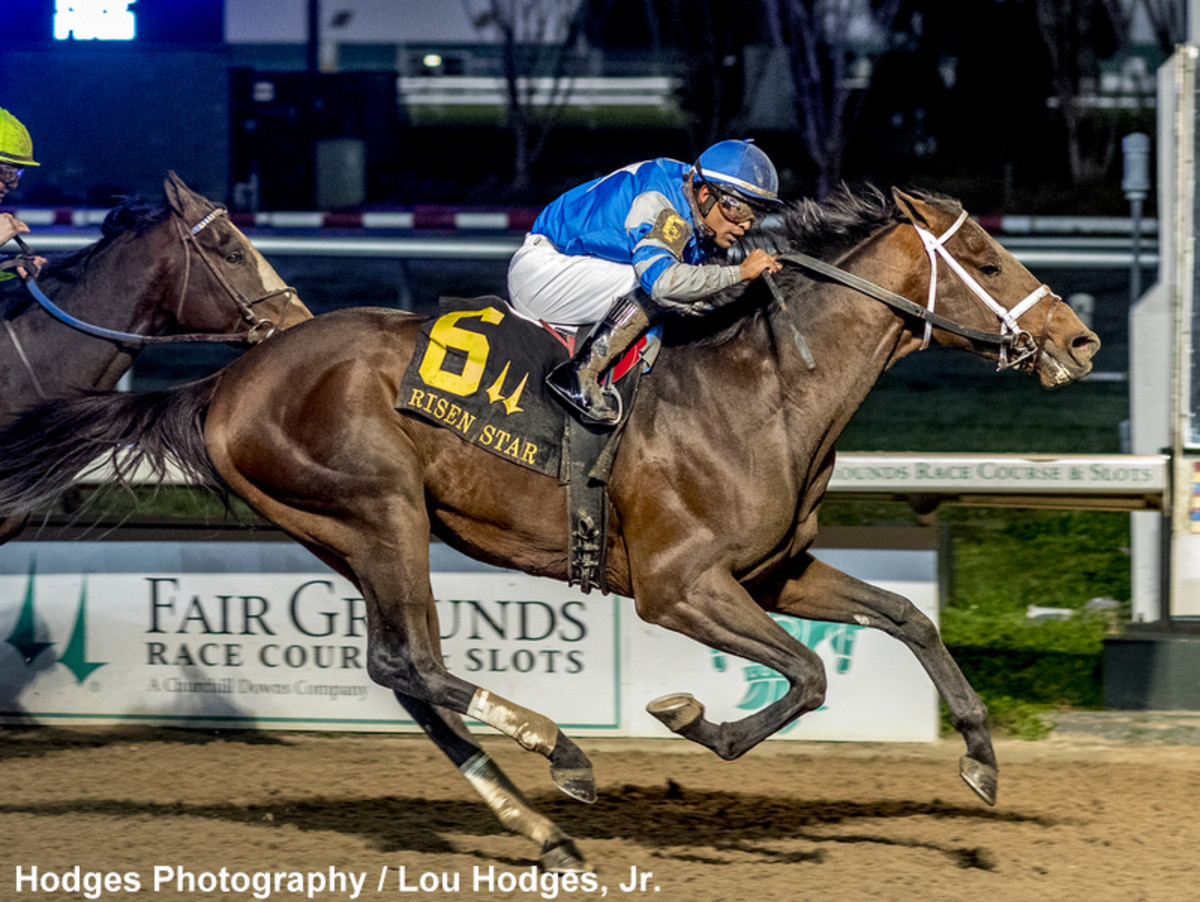 Angel Of Empire To Stand At Taylor Made Stallions In 2025 Paulick