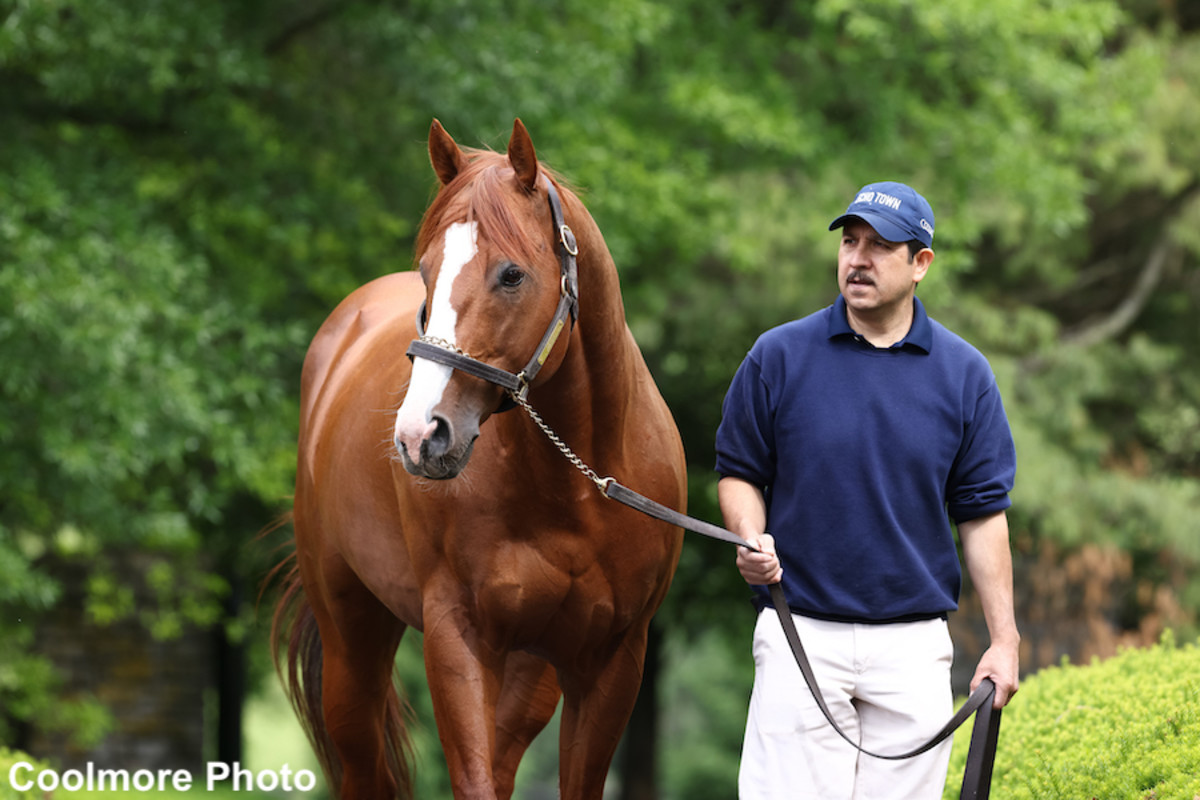 Ashford Stud Releases 2024 Stallion Roster, Fees: Justify Priced At 