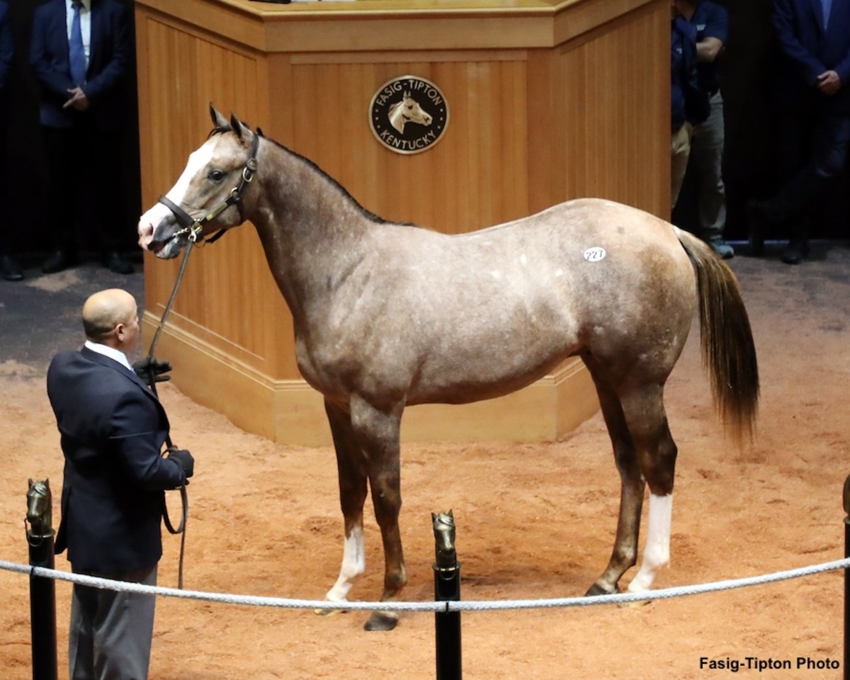 Justify Colt Tops First Session Of FasigTipton Kentucky October