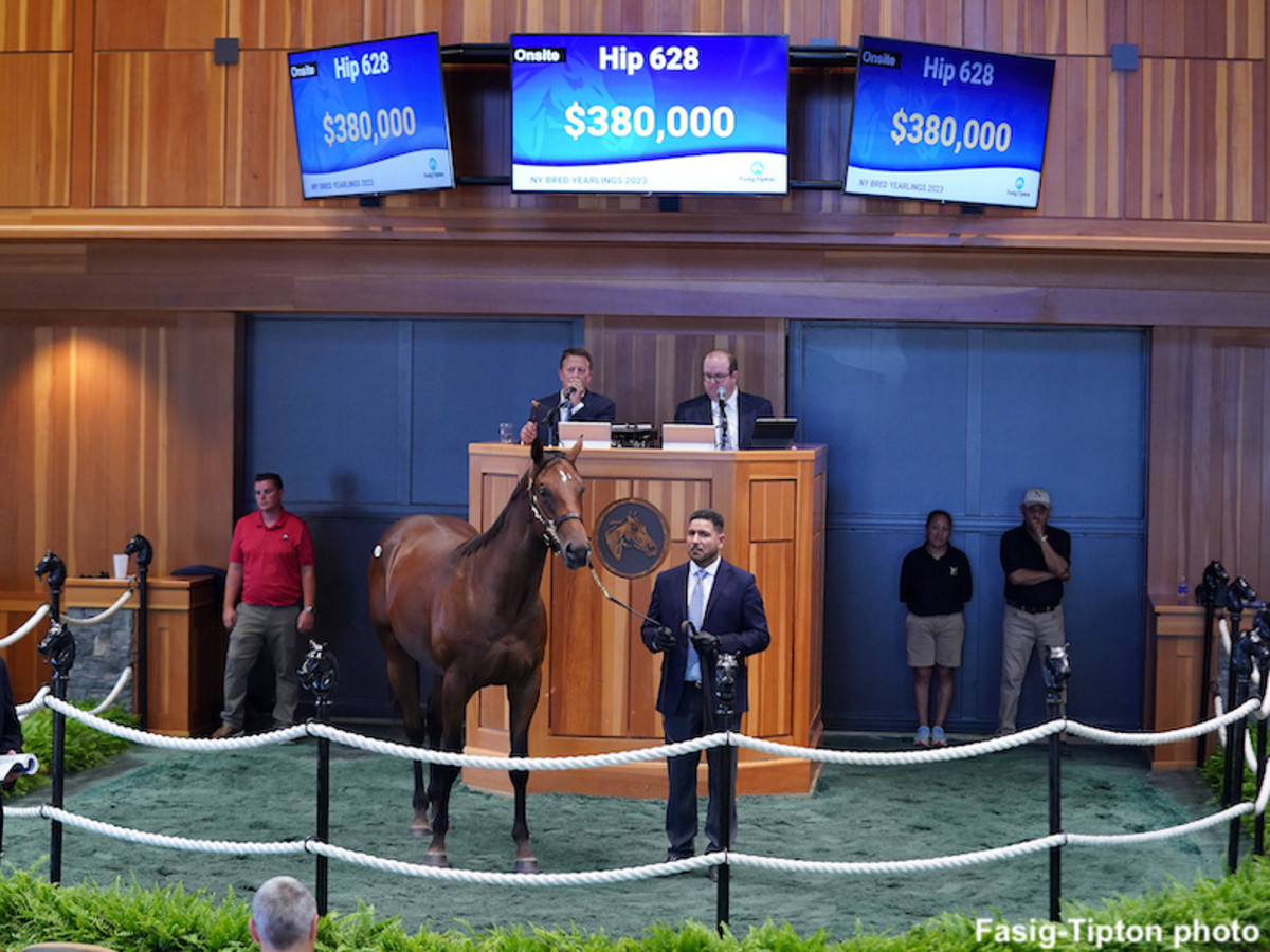 FasigTipton Revenue Hits Record High At Sale Of NYBred Yearlings