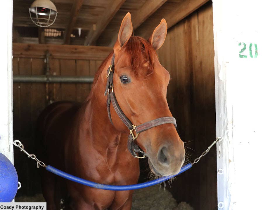 Disarm Looking For Kentucky Derby Points In Stonestreet Lexington ...