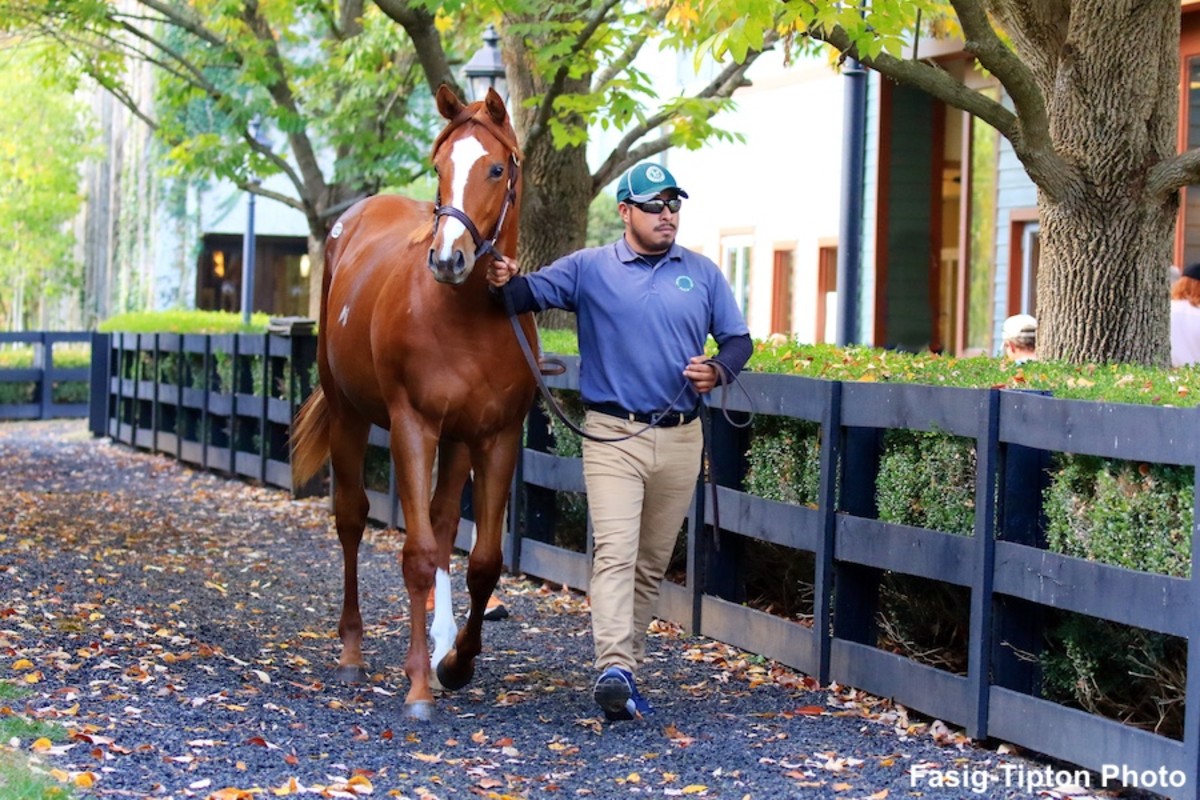 Justify Colt Lights Up Third Session Of FasigTipton Kentucky October