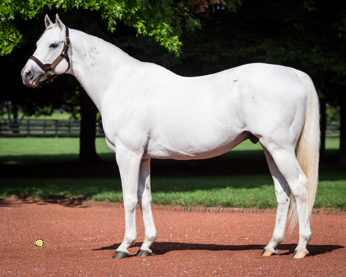 Tapit Leads Gainesway's 2025 Stallion Roster At $185,000 - Paulick ...