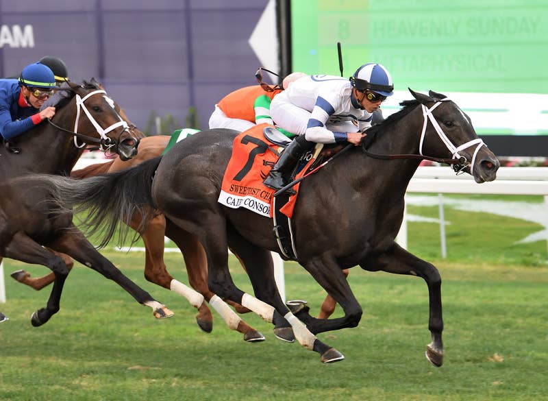 Graded Winner Cairo Consort Brings Record $820,000 To Top Fasig-Tipton ...