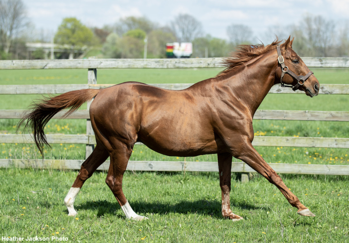 'He Is Something Special' Catching Up With Kentucky Derby RunnerUp