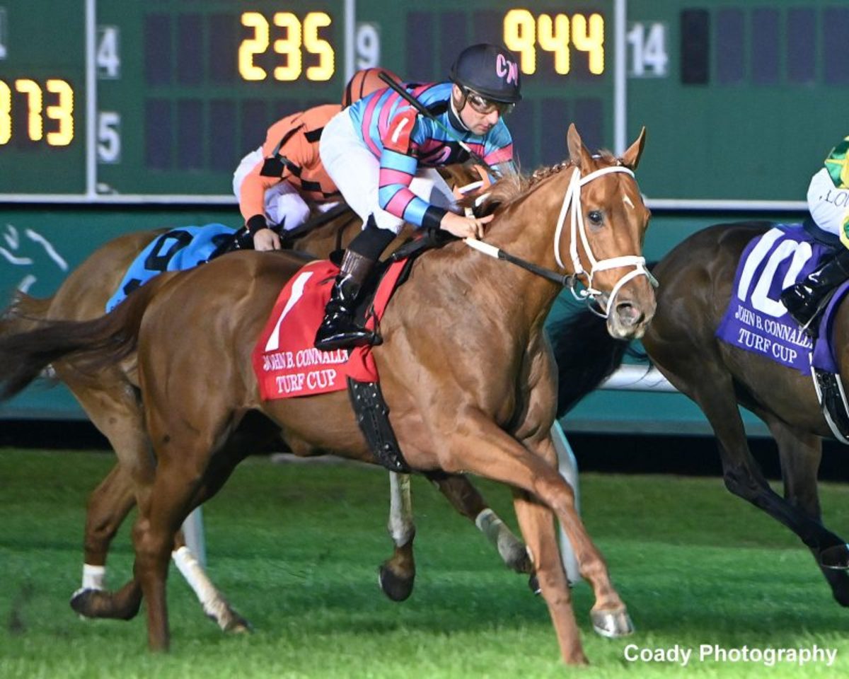 レビュー高評価の商品 Fusion Scarlet Caps For Houston Sam At Double Stakes Graded その他