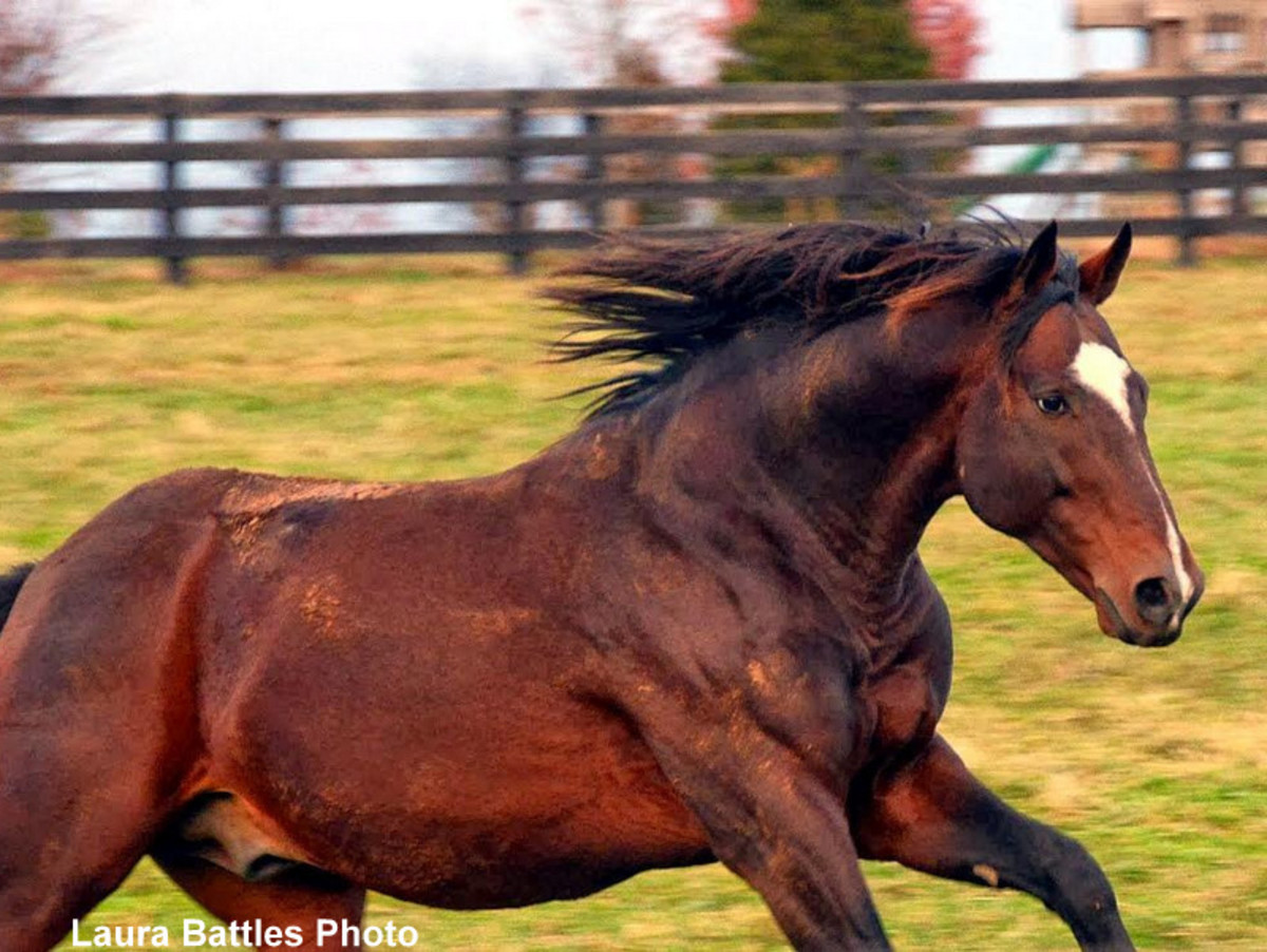 Old Friends Longtime Resident Star Plus Dies At Age 20 Paulick