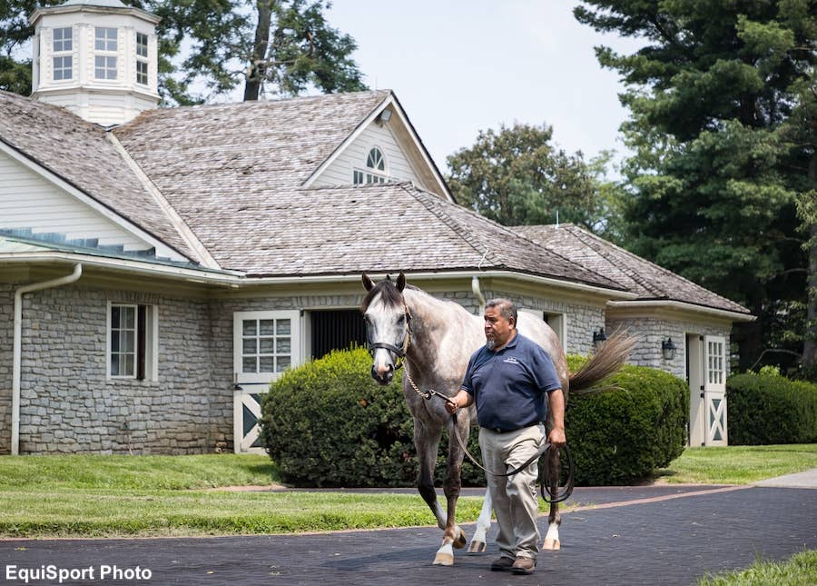Volatile Stallion The 2023-24 All-Value Sire Team Presented By Pedigrees360: The Freshman ...