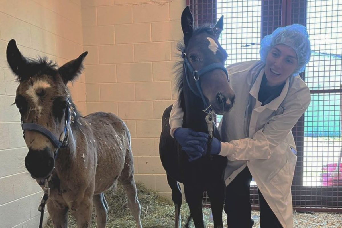 Two By Two Six Feral Foals Recover At Equine Hospital Paulick Report