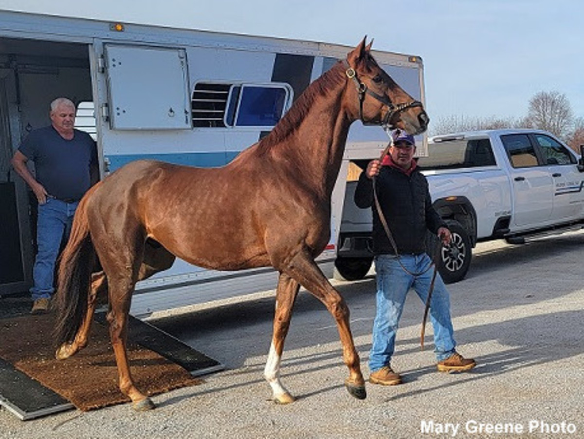 Champion Channel Maker Arrives At Old Friends 'In Spectacular Condition ...