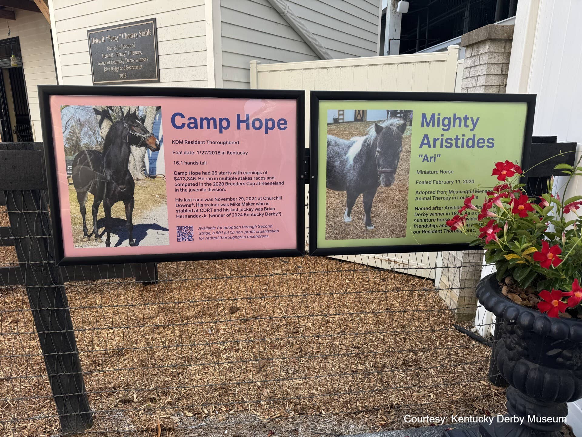 Stable Sign Racing Field Stakes Winner Camp Hope Ensconced As Ambassador At Kentucky Derby ...
